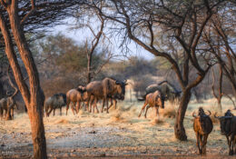 Botswana (18/52)